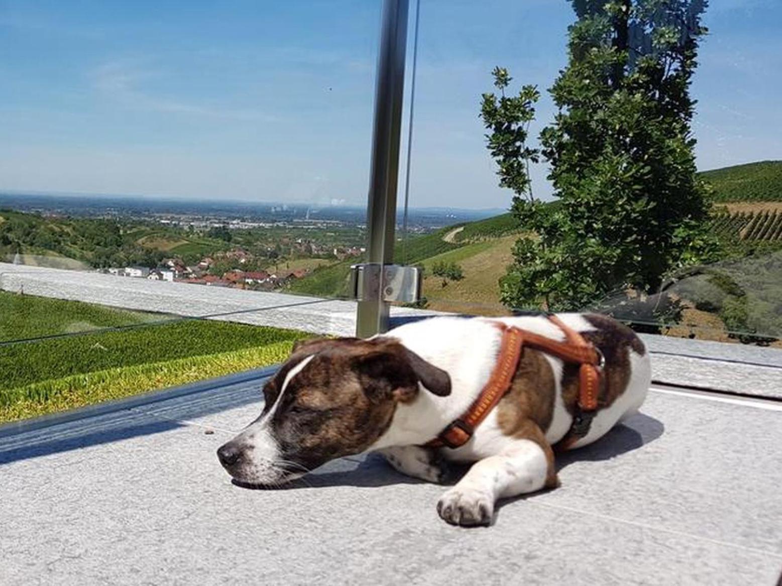 Ferienhaus Mit Panoramablick 불러탈 외부 사진